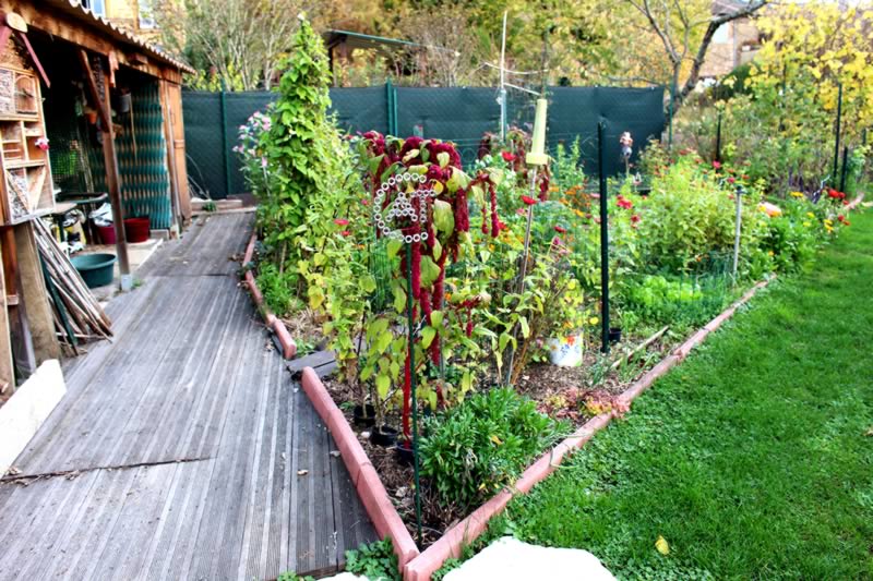 Cat_Potager
